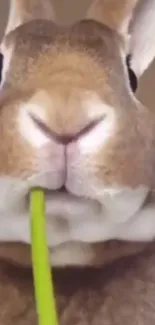 Cute rabbit munching on a green plant, close-up view.