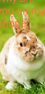 Cute rabbit sitting on a green lawn, text overlay 'Why are you on my phone'.