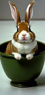 Cute brown rabbit sitting in a green pot, looking curious.