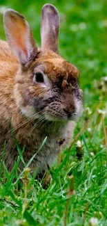 Adorable brown rabbit on green grass in a nature-themed wallpaper.