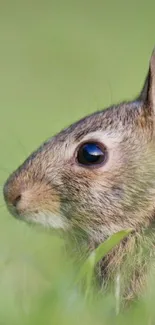 Side view of a rabbit in a green field, perfect for a cute mobile wallpaper.