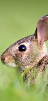 Cute brown rabbit in bright green grass background