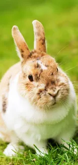 Cute rabbit sitting on green grass in a natural setting.