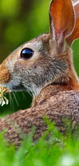 Adorable rabbit on green grass background, perfect for mobile wallpaper.