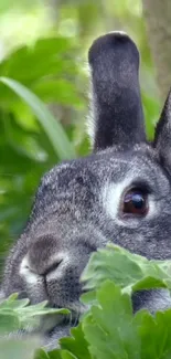 Adorable rabbit peeking through green leaves wallpaper.