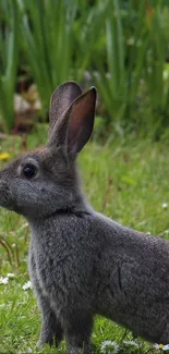 Cute rabbit sitting in lush green garden with flowers.