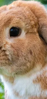 Adorable brown rabbit amidst green leaves.