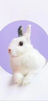 Cute white rabbit with a purple circle background.