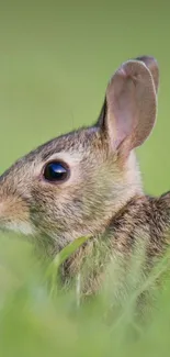 Cute rabbit in a green natural setting.