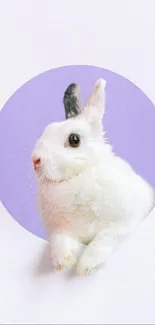 A fluffy white rabbit peeks through a lavender circle, creating a cute wallpaper.