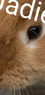 Close-up of a fluffy rabbit with soft brown fur and text overlay.