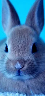 Adorable rabbit on a blue background, perfect for mobile wallpaper.