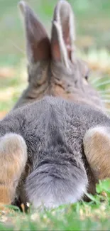 Back view of a rabbit lying on grass in a serene setting.