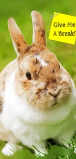 Adorable rabbit on green grass with 'Give Me A Break!' note.