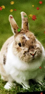 Cute rabbit sits on lush green grass in a serene mobile wallpaper.