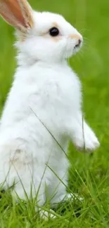 Fluffy white rabbit standing on lush green grass.