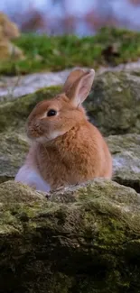 Cute brown rabbit sitting on mossy rocks.