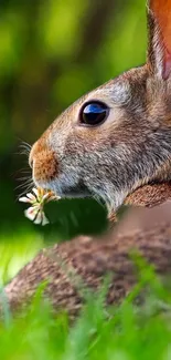 Adorable rabbit with green backdrop chewing a flower.