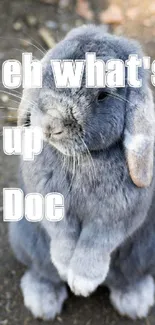 Cute gray rabbit with playful text 'eh what's up Doc' on wallpaper.