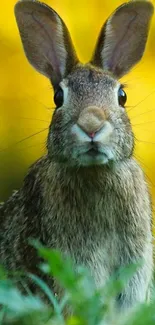 Cute rabbit in lush green grass with a yellow background.