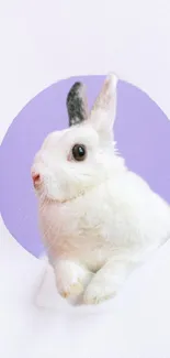 White rabbit with purple background, minimalist design wallpaper.