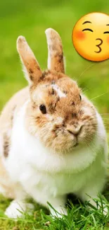 Cute rabbit with emoji on green grass