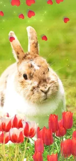 Cute rabbit with tulips and red petals on green grass wallpaper.