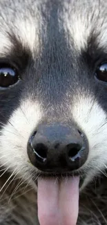 Close-up of a cute raccoon sticking out its tongue.