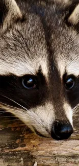 Close-up of a raccoon face with forest background.