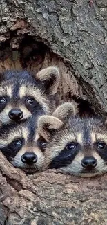 Three raccoons peeking from a tree hollow.