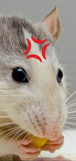 Cute gray rat with angry red symbol eating snack.