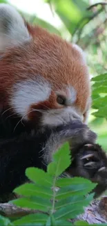 Cute red panda nestled among green leaves, perfect for nature lovers.