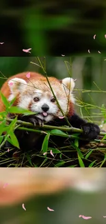 Adorable red panda playing in green bamboo with pink petals falling.