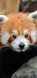 Adorable red panda in a forest setting, surrounded by natural elements.