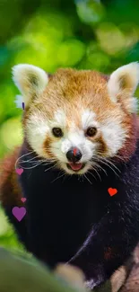 Cute red panda on a tree branch in lush green forest.