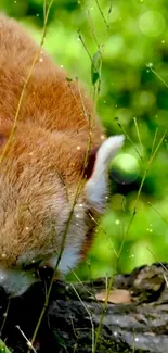 Adorable red panda in lush forest background.