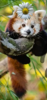 Cute red panda with daisy resting on a tree.