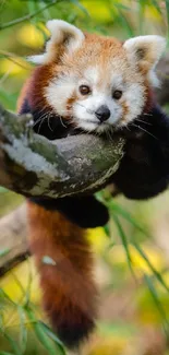 Red panda resting on a tree branch in a lush forest scene.