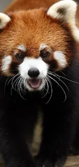 Cute red panda walking forward with eyes wide open.