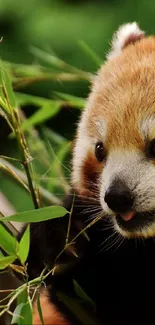 Red panda eating bamboo with a green background.