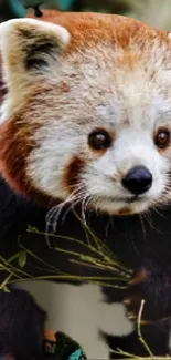 Adorable closeup of a red panda in nature.