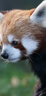 Close-up of a cute red panda with vibrant fur.