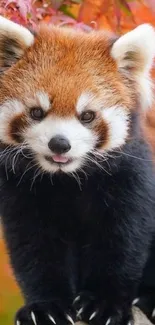 Cute red panda with autumn foliage background.