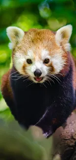 Adorable red panda in a lush green setting.