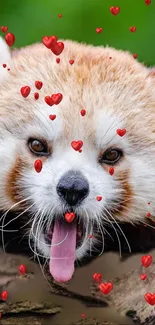 Adorable red panda with hearts and vibrant colors wallpaper.