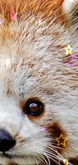 Close-up of cute red panda with starry decorations.