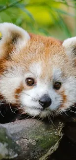 Adorable red panda resting on tree branch