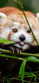 Adorable red panda among green bamboo.