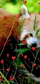 Cute red panda surrounded by hearts in a lush green setting.