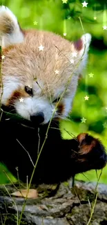 Adorable red panda amongst green foliage with star effects.